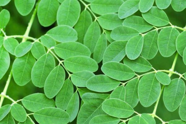 Promo Coppia “Moringa”